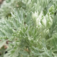 Artemisia 'Powys Castle'